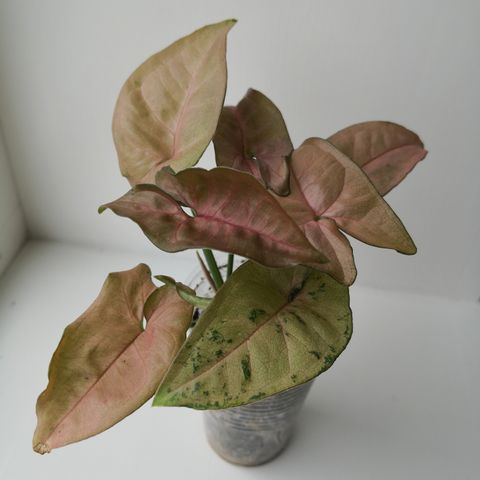 Syngonium Pink Flecked