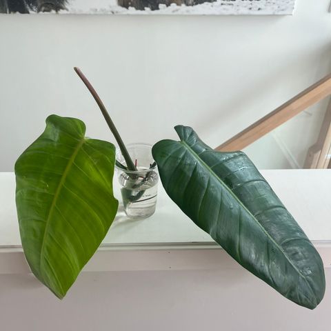 Philodendron Lehmanii (sjelden)🦄