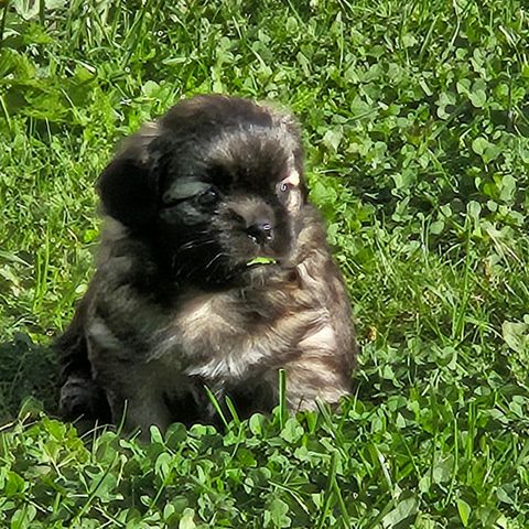 Tibetansk Spaniel