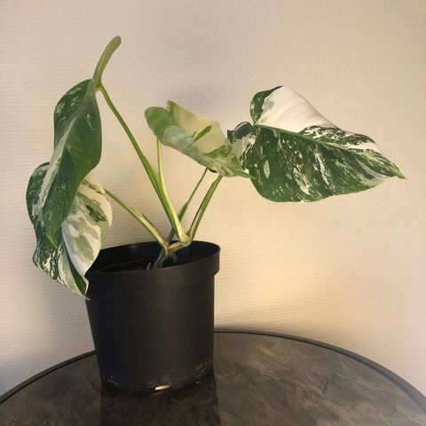 Monstera Variegata