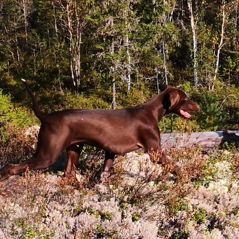 Scandinavian hound unghund