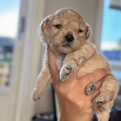 Maltipoo valper (F1b)