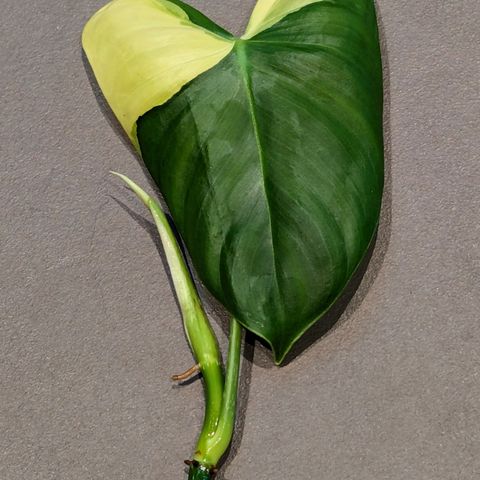 Philodendron Sp Tropicals Variegata