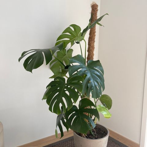 Monstera