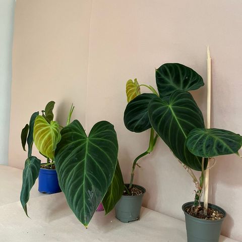 Philodendron Splendid