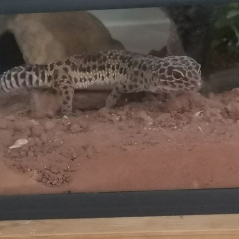 Leopard Gekko Med Komplett Terrarium