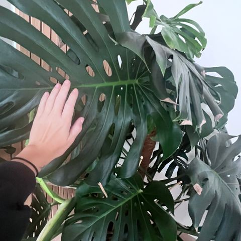 Monstera deliciosa large form