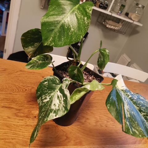 Monstera variegata