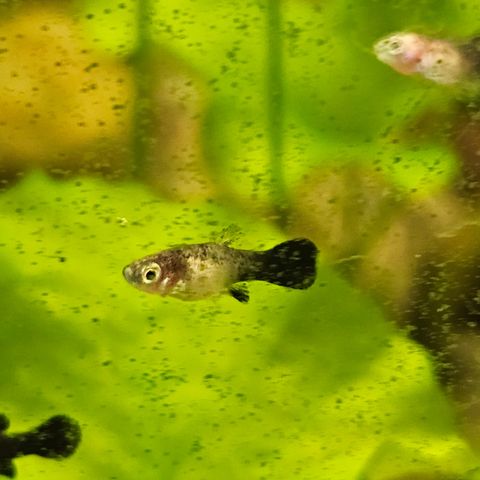 Platy yngel