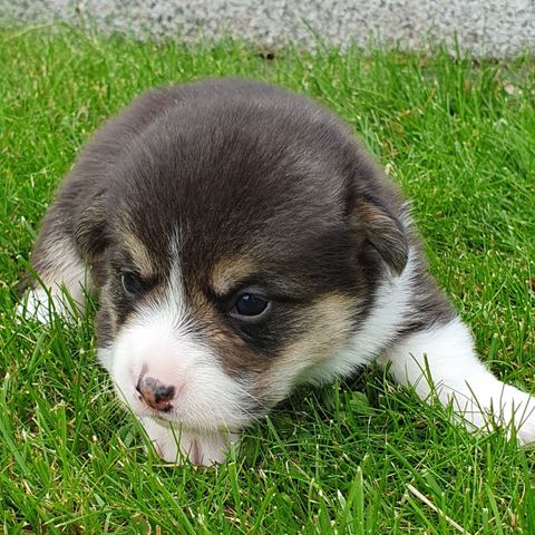 Welsh corgi pembroke