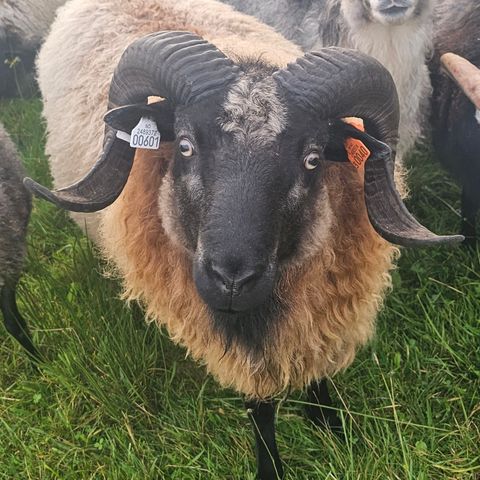 Værlam selges - Gammel norsk - sone 2 Vestland