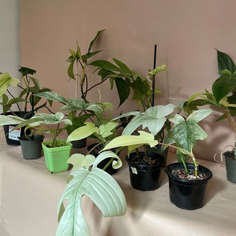 Philodendron Florida Ghost