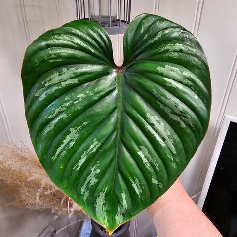 Philodendron Plowmanii