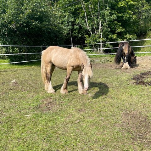 Gypsy cob