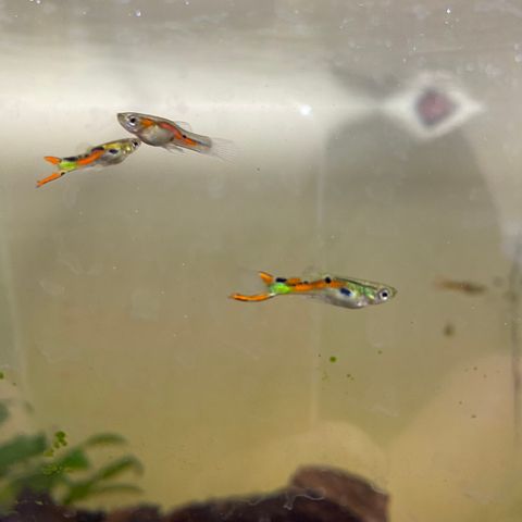 Guppy-hanner-type Endlers guppy (Poecilia Wingei)