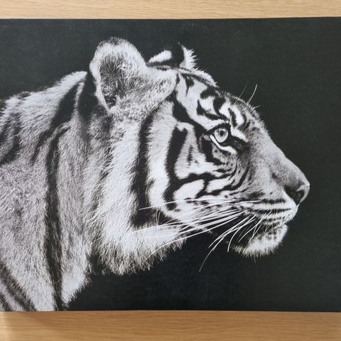 Bilde Tiger fotoprint fra Skeidar