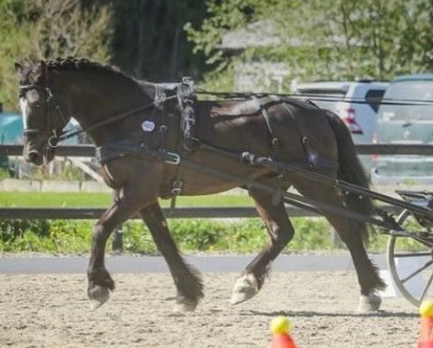 Komplett maratonsæle