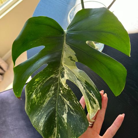 Monstera variegata stiklinger