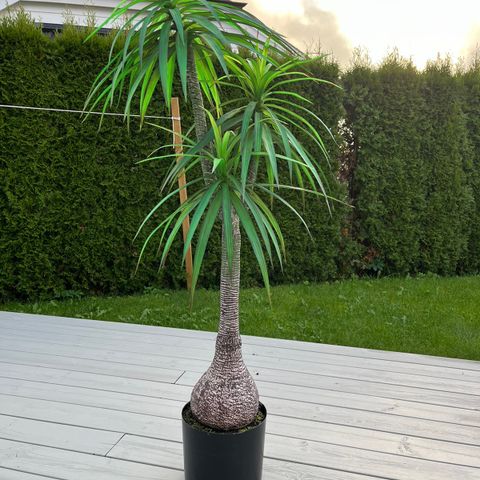 Kunstig plante