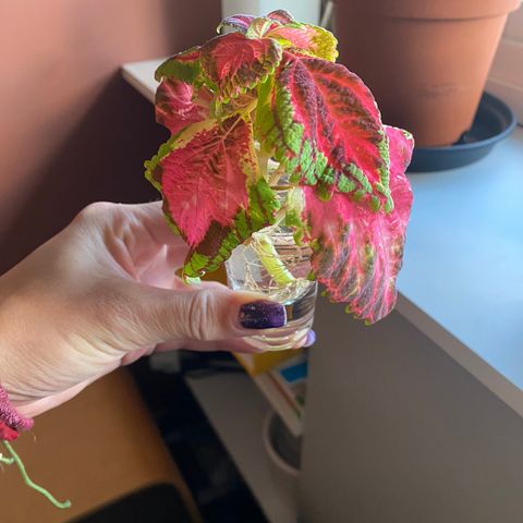 Stikling Coleus