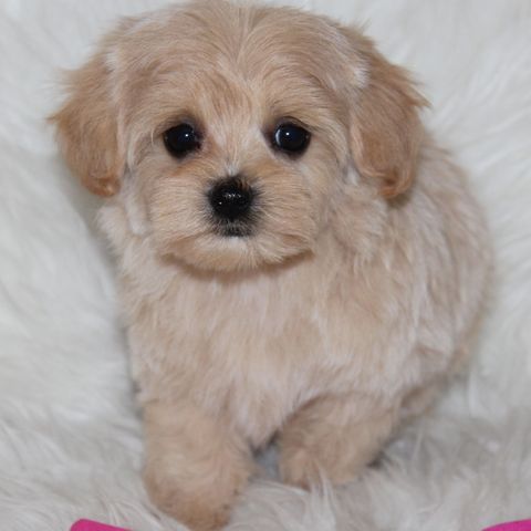 Maltipoo valp rosa jente