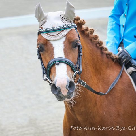 Hodelag i str shetland og ponni