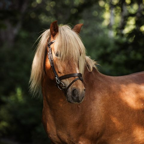 Allround nordlandshest søker fôrrytter