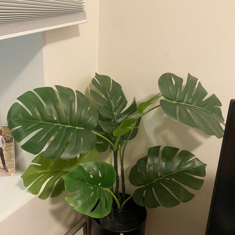 Monstera plante