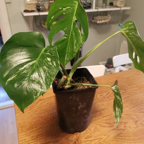 Monstera variegata