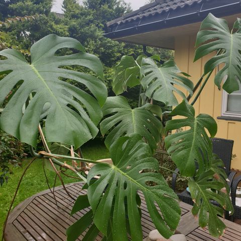 Monstera / Vindusblad