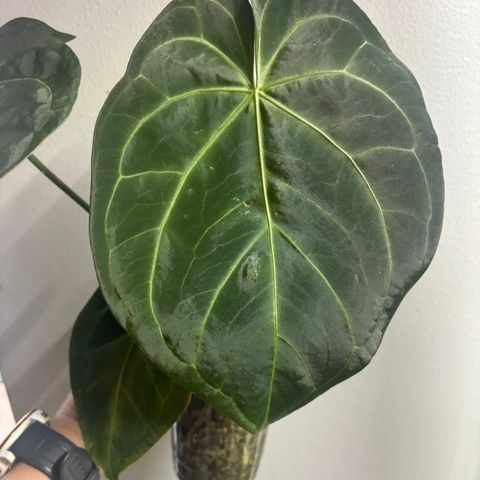 Anthurium NOID