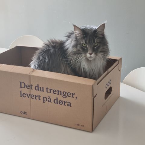 Voksen Maine Coon frøken selges