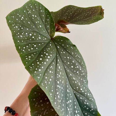 Begonia Angel Wing stikling.