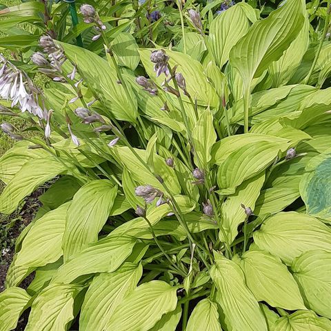 Diger hosta