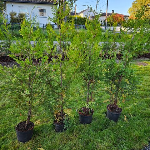 4 stk nye Thuja Brabant planter