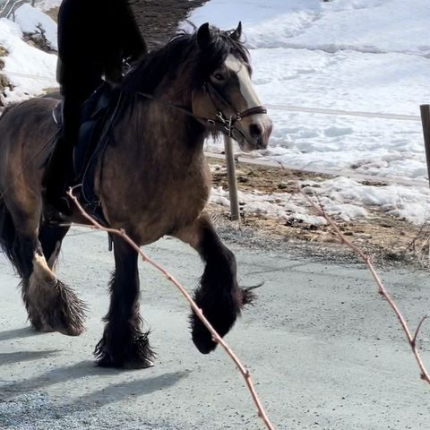 Gypsy cob