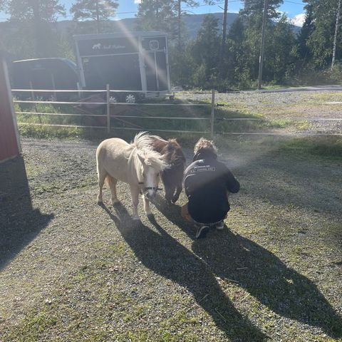 Ønsker å kjøpe vogn og seletøy til miniatyrhest