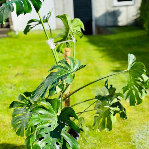 Monstera Plante