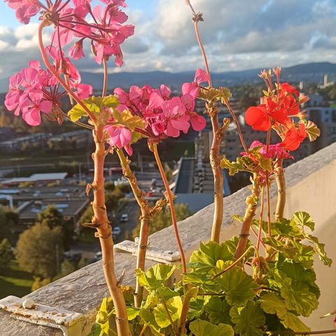 Blomsterkasse med pelargoniablomster