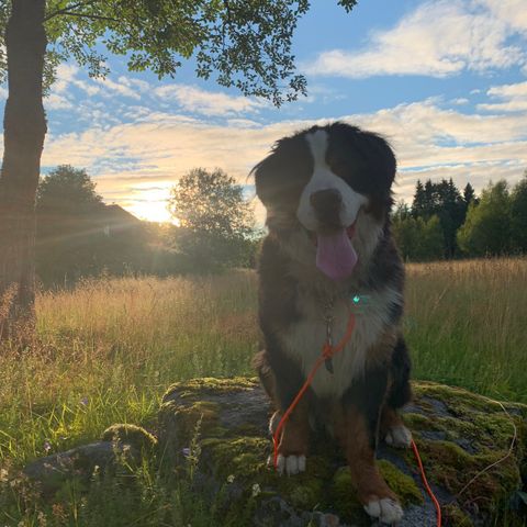 Avlastningshjem søkes for Berner