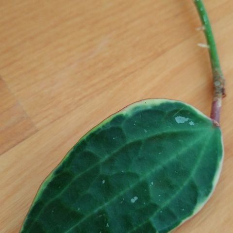 Hoya latifolia albomarginata - rotet