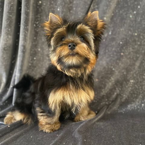 Yorkshire terrier