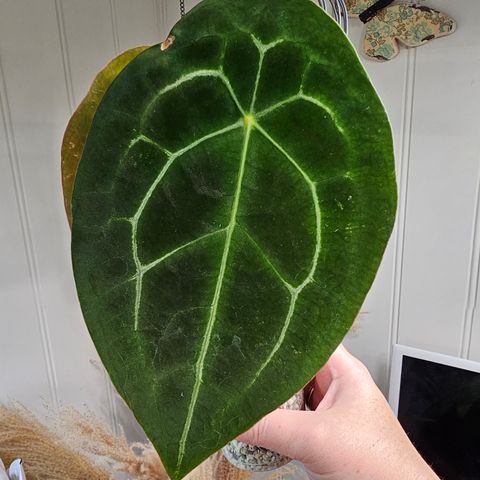 Anthurium Forgetii dark