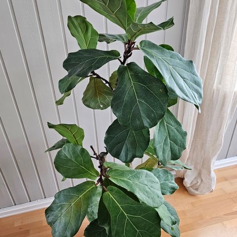 Ficus Lyrata (Fiolinfiken) på stamme