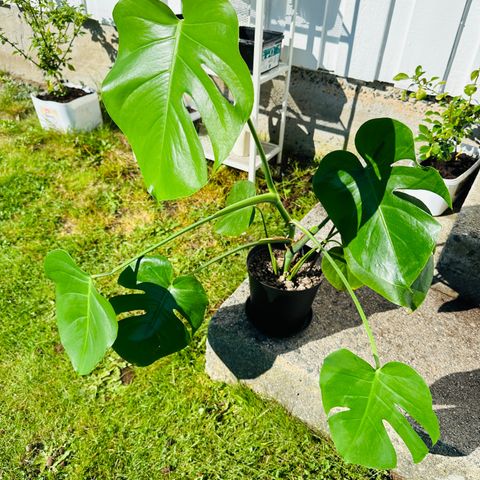 Monstera Plante