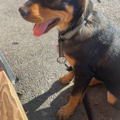 Rottweiler og husky blandings hund omplasseres til godt hjem