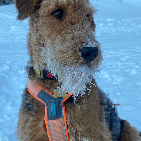 Søker avlastningshjem til en Airedale terrier