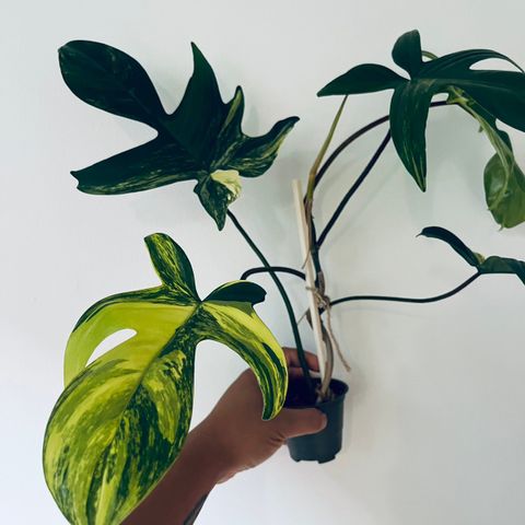 Philodendron Florida Beauty