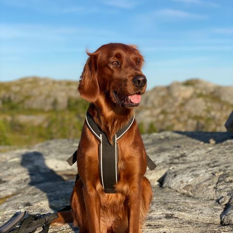 Irsk setter tispe 7,5 år vurderes omplassert