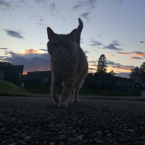 Verdens herligste familievennlig katt må omplasseres